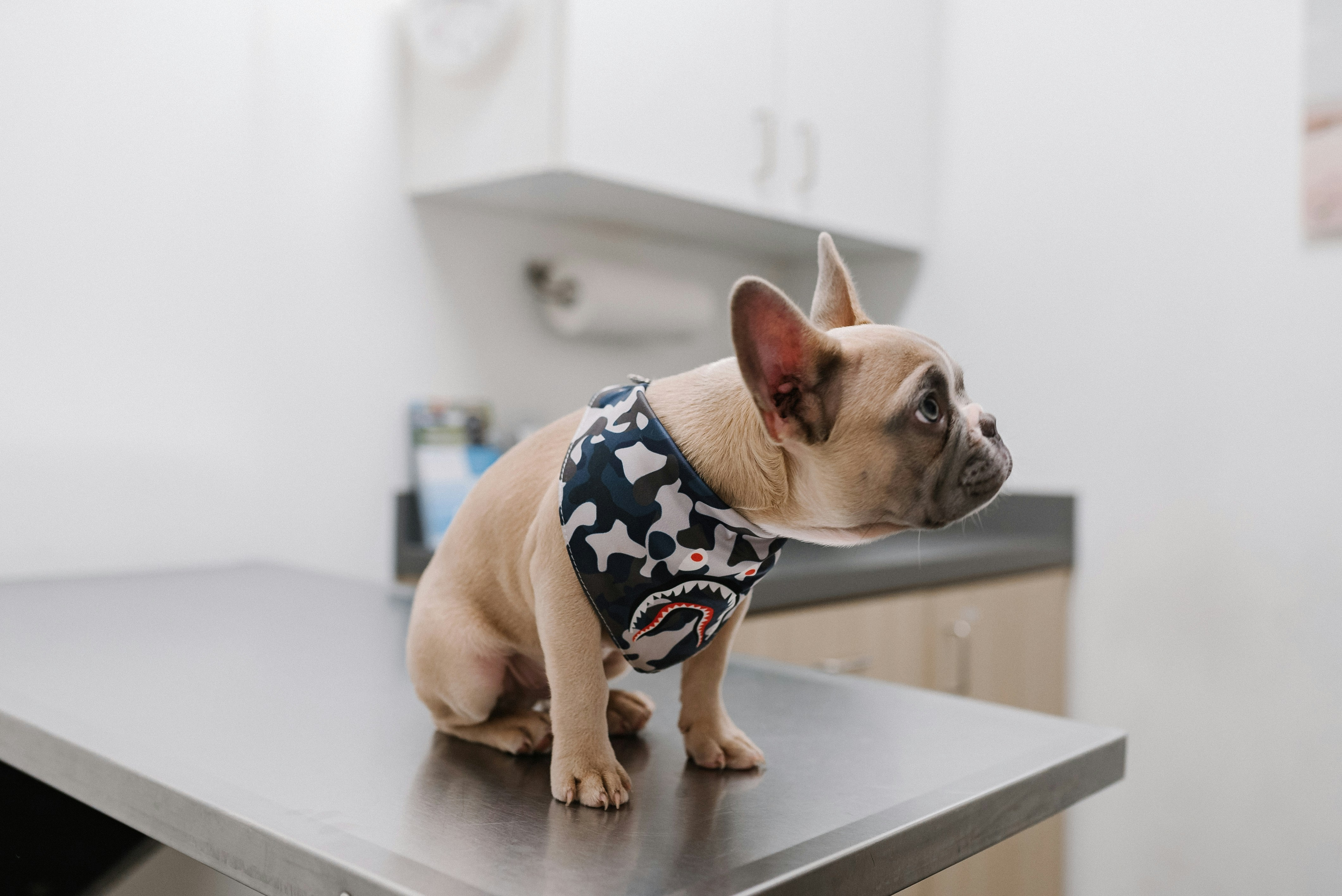 Photo of a dog at the vet